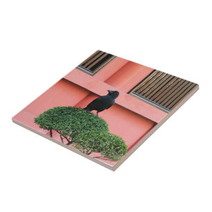A Large-Billed Jungle Crow A Perch On A Cloud Tree Tile