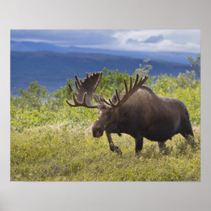 A large bull moose stands among willows poster