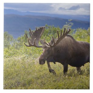 A large bull moose stands among willows tile