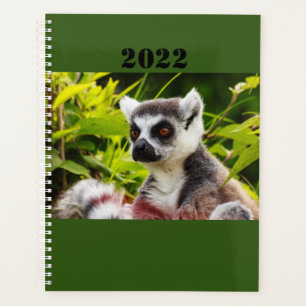 a lemur of Madagascar on planner