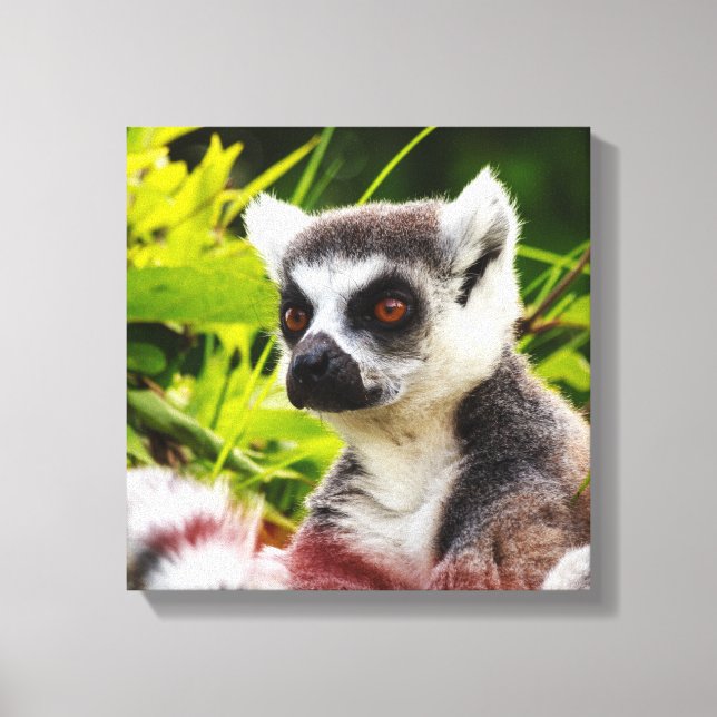 a lemur of madagascar on wrapped  canvas (Front)