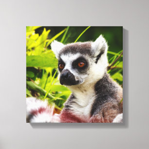 a lemur of madagascar on wrapped  canvas print