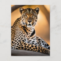 A Leopard Basking in the Sun