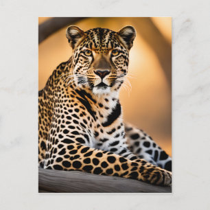 A Leopard Basking in the Sun Postcard