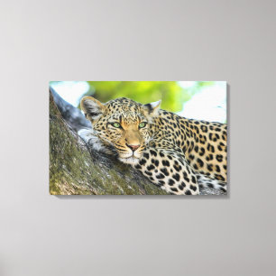 A Leopard's Gaze Canvas Print