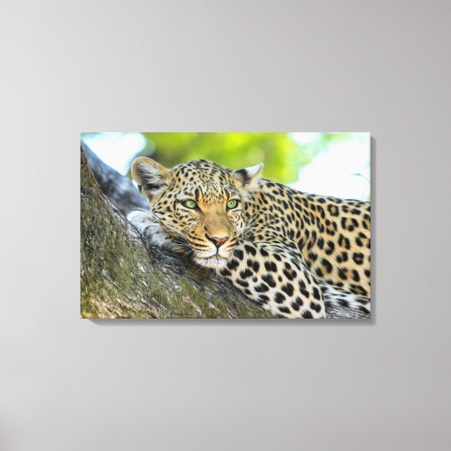 A Leopard's Gaze Canvas Print (Front)