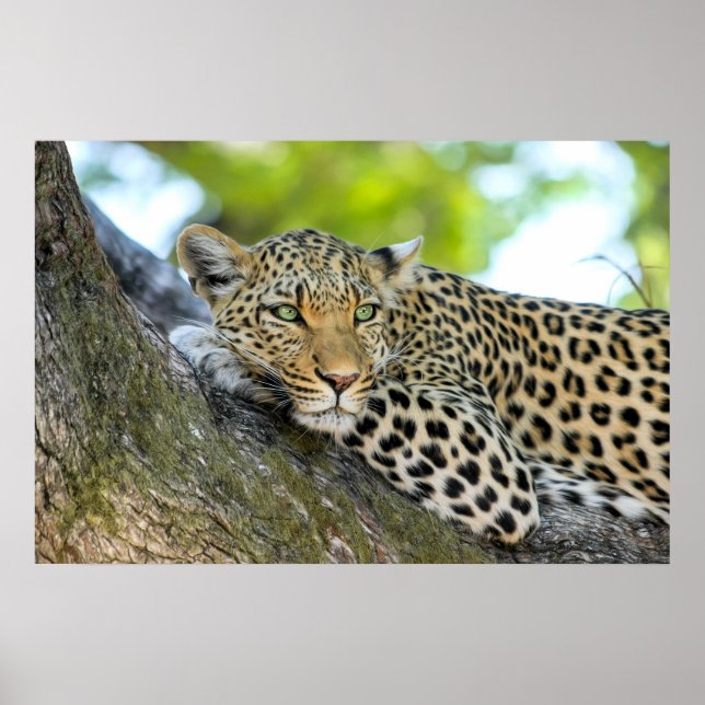 A Leopard's Gaze - Closeup  Print (Front)