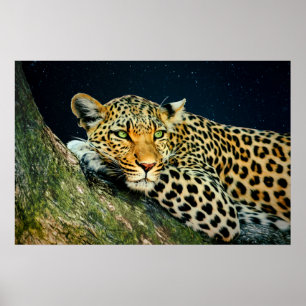 A Leopard's Gaze - Night Sky Print