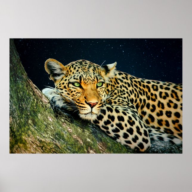 A Leopard's Gaze - Night Sky Print (Front)