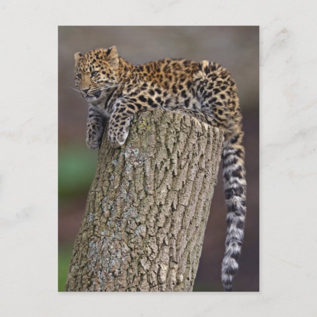 A Leopard's Tail Postcard (Front)