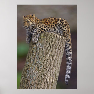 A Leopard's Tail Print
