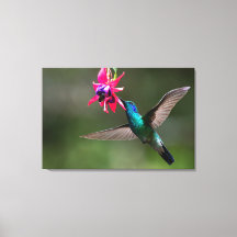 A Lesser Violetear Hummingbird in the Cloud Forest