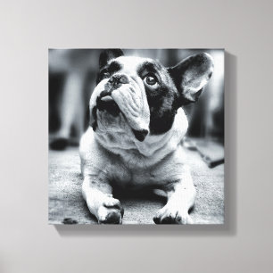 A Lil' French Bulldog Waits Canvas Print