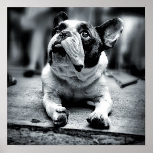 A Lil' French Bulldog Waits Poster