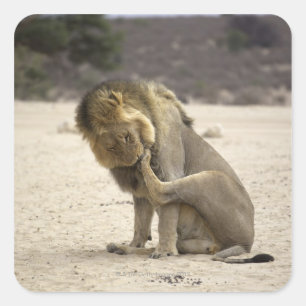 A Lion cleaning its back paw, Kgalagadi Square Sticker