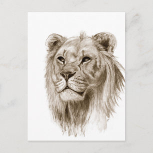 A Lion - Without Pride Drawing Sketch Art Postcard