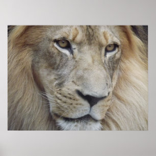 A Lion's Stare Poster