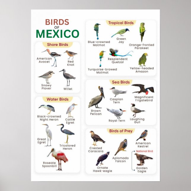 a list of mexico birds for birds lovers  poster (Front)