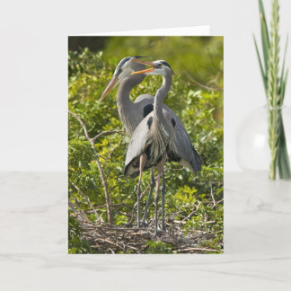 A Little Birdie Birthday Card