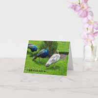 "A little birdie told me ..." Peacocks