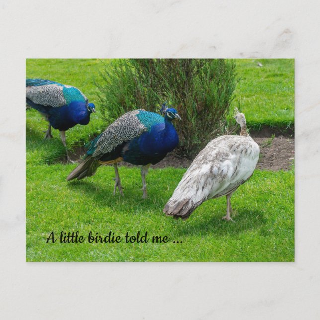 "A little birdie told me ..." Peacocks Postcard (Front)