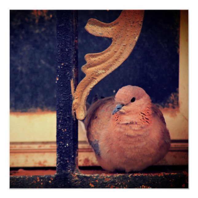 A Little Fluff    Poster (Front)