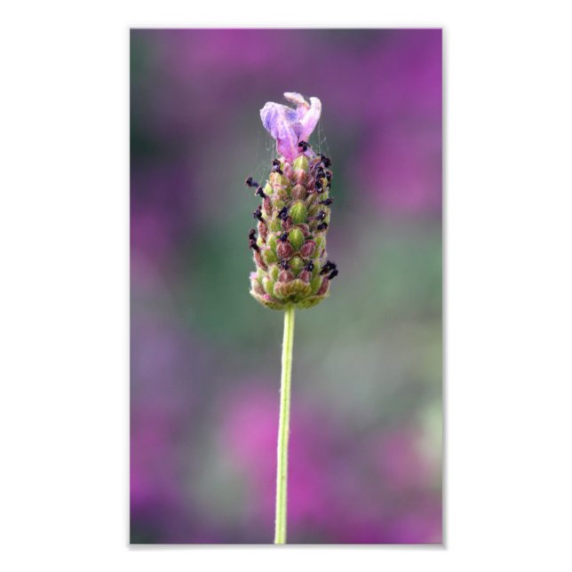 A little piece of Lavender Photo Print (Front)