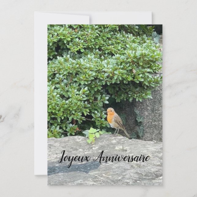 A little robin (Front)