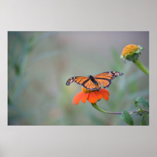 A Little Rough Poster