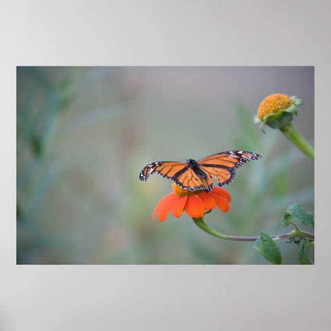 A Little Rough Poster (Front)