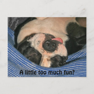 A little too much fun? Boston Terrier Post Card