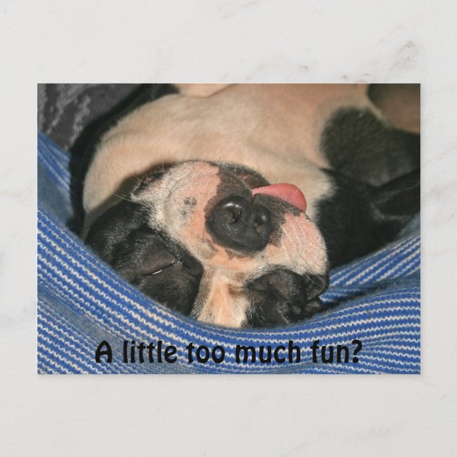 A little too much fun? Boston Terrier Post Card (Front)