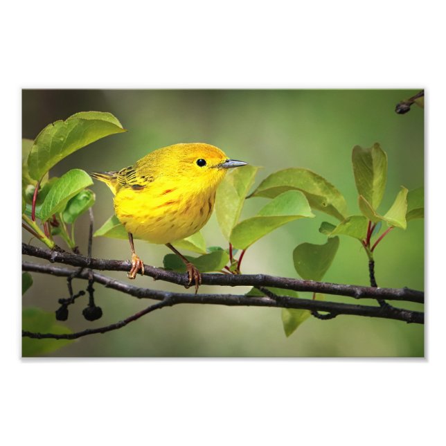 A Little Yellow Fellow Photo Print (Front)