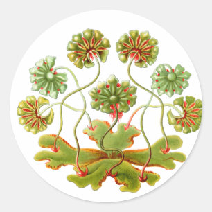 A Liverwort Classic Round Sticker