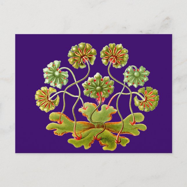 A Liverwort Postcard (Front)