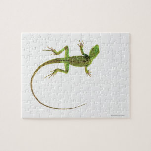 A lizard on pure white ground jigsaw puzzle