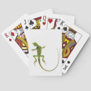 A lizard on pure white ground playing cards