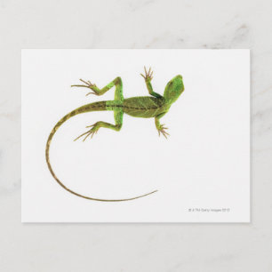 A lizard on pure white ground postcard