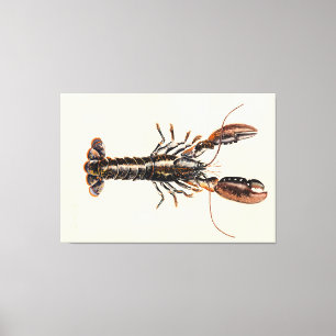 A Lobster from Solva Canvas Print