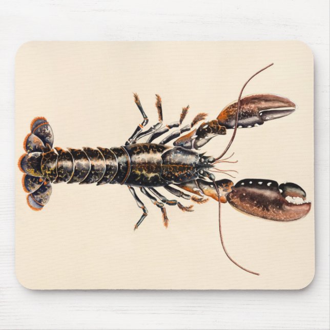A Lobster from Solva Mouse Mat (Front)