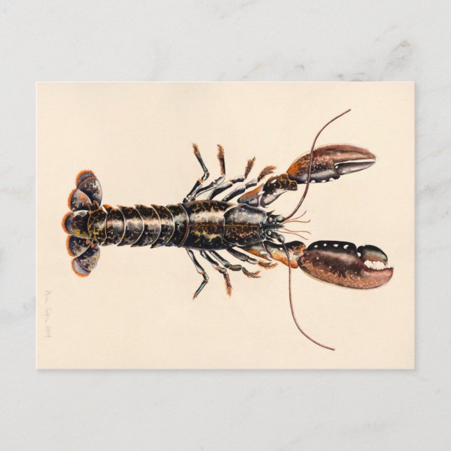 A Lobster from Solva Postcard (Front)