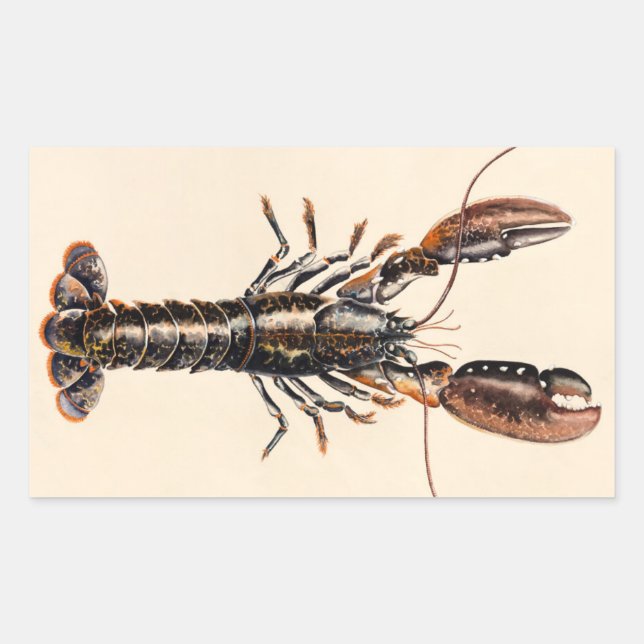 A Lobster from Solva Rectangular Sticker (Front)