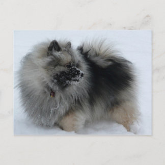 A Lola in Winter Postcard
