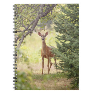 A Lone Deer Notebook