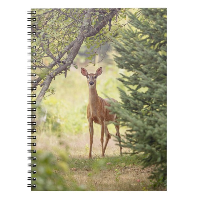 A Lone Deer  Notebook (Front)
