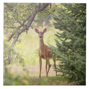 A Lone Deer Tile