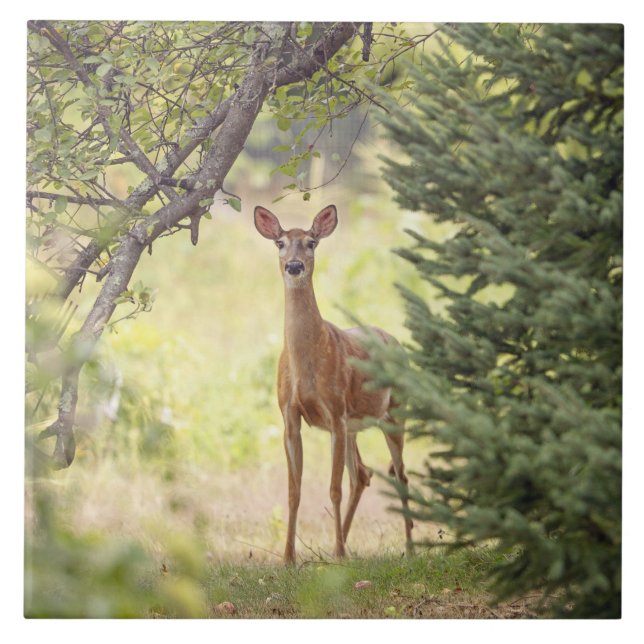 A Lone Deer  Tile (Front)