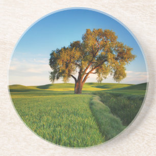 A lone tree surrounded by rolling hills of wheat coaster