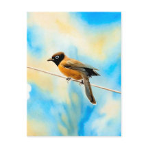 A lonely colourful bird