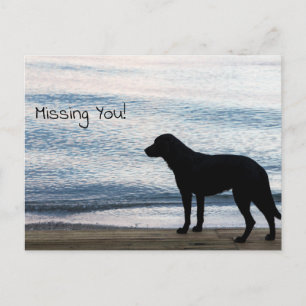 A Lonely Dog with "Missing You" Message Postcard